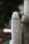 A special cactus plant covered with white spikes that resemble hair,