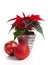 Special Christmas plant Poinsettia