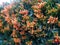 A special closer view of an wall ivy with new blooming buds and orange colored trumpet flowers