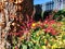 Special colorful mixture of different plant leaves next to tree trunk in sunshine in autumn