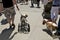 Special design device to help disable dog in mobility