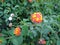 A special fascinating view of green shrubs of lantana with white and colorful flowers