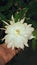 Special flower rare flowers in world Saraswati flower