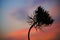 A special flower silhouette at sunset