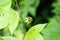 Special flowers of Grandular Petioluled Passiflora