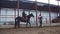 In special hangar, a young disabled man learns to ride a horse with close supervision teacher, hippotherapy. man has