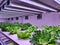 Special room equipped for growing plants in good conditions- perfect for plant growing business