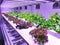 Special room equipped for growing plants in good conditions- perfect for plant growing business