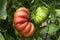 Special tomatos in greenhouse