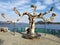 Special tree by Lake in Arona No, Italy