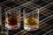 Special tumbler glasses for Scotch whisky, tasting tour on distillery in Scotland, UK and dark tartan