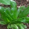 Special type of coriander leaves with rain water