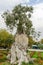 Special type of old olive tree ready for harvest in Baku Azerbaijan city center