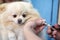 Specialist grummer cuts the nails of a Pomeranian spitz dog with special scissors in the salon