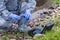 A specialist in a protective suit pours a blue reagent from a flask into a test tube for analyzing water in a river in a forest