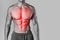 Specialization for chest and abdominal muscles in the bodybuilding