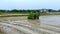 Specialized tractor planting paddy seedling in the plowed field