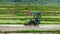 Specialized tractor planting paddy seedling in the plowed field