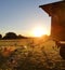 Species appropriate husbandry chicken on beautiful land at sunset