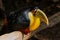 Species of the bird park in Foz do Iguacu Brazi