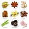 Species and herbs icons vector set