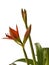 Species hippeastrum (amaryllis) Aulicum on white background