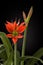 Species hippeastrum (amaryllis) Aulikum on black background