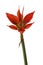 Species  hippeastrum amaryllis Aulikum on white  background