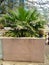 Species of palm tree in large concrete pot. Garden, Nlongkak district, Yaounde / Cameroon.