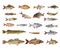 Species of river fish