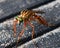 A species of robber fly resting on rubber door mat