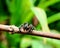 species of Salticidae or jumping spider