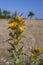 Species Scolymus hispanicus plant flower close-up, also known as Golden thistle or Spanish oyster thistle, an herbaceous plant.