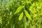 A species of the Zelkova tree, Zelkova serrata, keyaki, Japanese zelkova , Kinme keyaki. Young green yellow leaves in