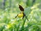 Specieswild yellow orchid Lady`s Slipper Real Cypripedium calceolus on a forest meadow