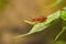 Specimen of Assassin bug sitting on a fresh leaf