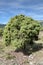 Specimen of Cade tree, Juniperus oxycedrus