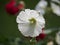 A specimen of hollyhocks flower