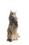 Specimen of isolated maine coon cat playing sitting down