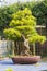 A specimen Japanese White Pine bonsai