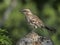 A specimen of long tailed mockingbird