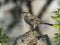 A specimen of long tailed mockingbird