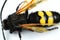 Specimen of mammoth wasp (Megascolia Maculata Flavifrons) on white background