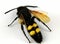 Specimen of mammoth wasp (Megascolia Maculata Flavifrons) on white background