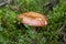 specimen of mushroom bloody brittlegill, Russula sanguinea, Russulaceae. pink edible mushroom in the forest, September