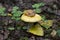 specimen of mushroom bloody brittlegill, Russula sanguinea, Russulaceae. yellow edible mushroom in the forest, September