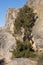 Specimen of Phoenician juniper