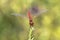 Specimen of red dragonfly posing on a stalk of grass