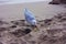A specimen of snickering or crystalline seagull on the sandy beach has black palms, light plumage and an orange beak in ibiza