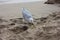 A specimen of snickering or crystalline seagull on the sandy beach has black palms, light plumage and an orange beak in ibiza